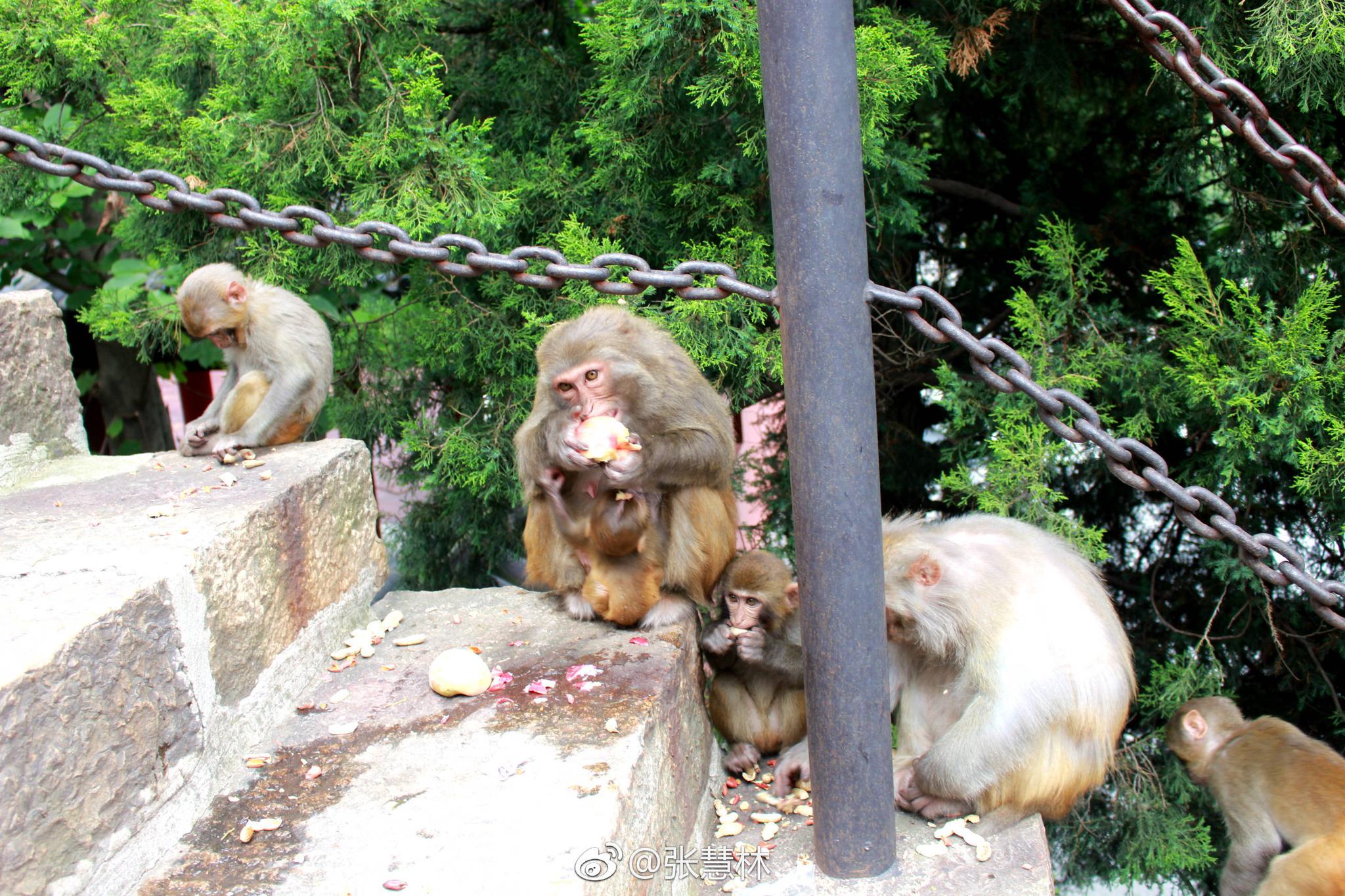 以为自己走进了动物园猴山,其实这是江苏连云港花果山