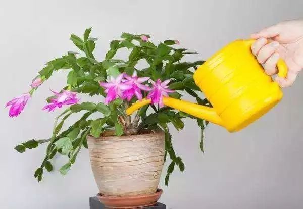 蟹爪兰不开花,浇水兑点它,花苞咕嘟咕嘟冒不停