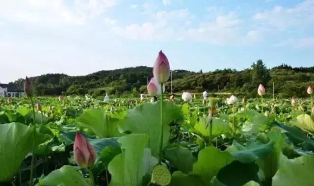 南阳可采莲，莲叶何田田