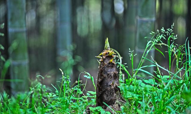 蜂 唐·罗隐 不论平地与山尖,无限风光尽被占.