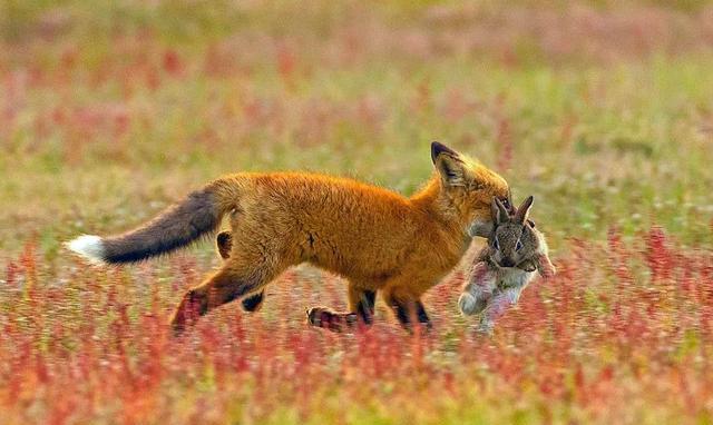 小狐狸刚捉到兔子美滋滋结果却被白头鹰半路打劫