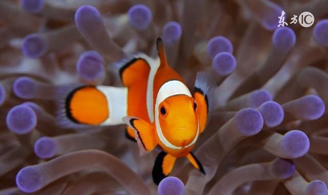 沙巴丨风下之乡的唯美, 北纬4°的浪漫, 深洋蓝海中的珍珠!