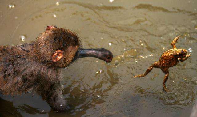 猴子河边抓蛤蟆精, 你是想吃蛤蟆肉吗?