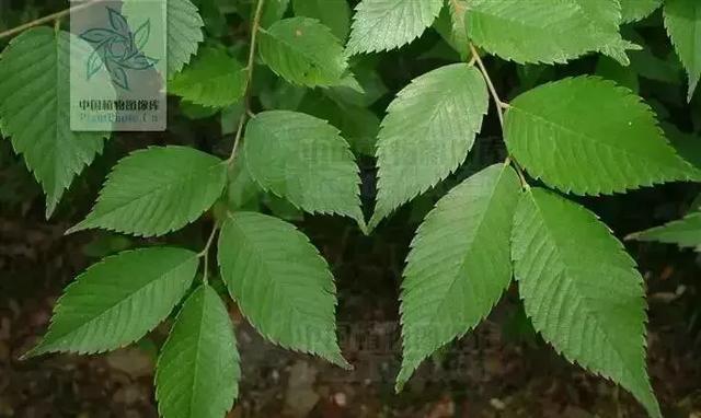 如何区分榆树、榔榆、榉树、朴树等榆科植物?