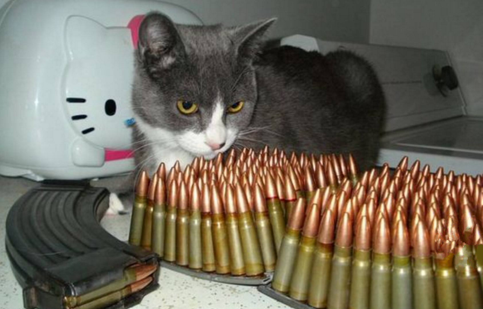 在部队里面,为什么有军犬却没有军猫呢?关键是猫咪那方面不如狗