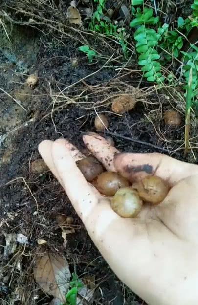 让我们在野外能随时吃到的美味,这个野区的水果就时石黄皮这种晶莹