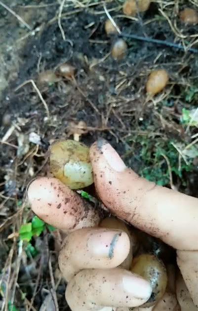 石黄皮的价值还远远不止这些,他还对小儿腹泻腹胀也是非常的有效的