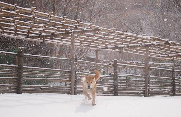 日本16岁柴犬北登去世了, 曾经的表情包里你一定见过它!