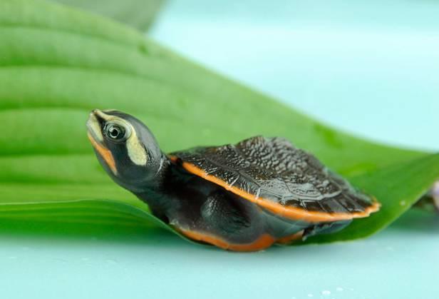 呈宝龟教你选"好龟"的"龟律"