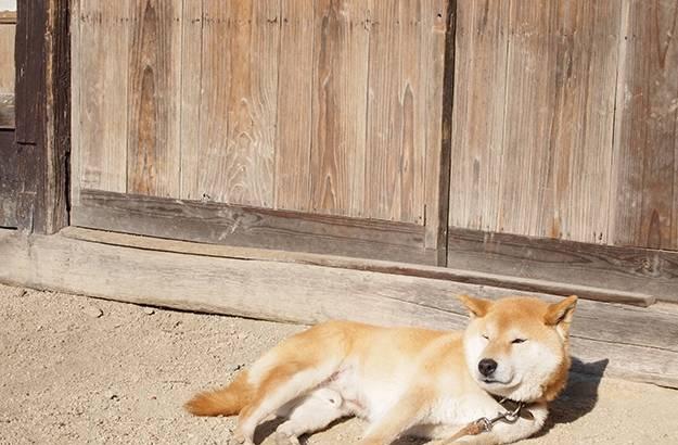 日本16岁柴犬北登去世了, 曾经的表情包里你一定见过它!