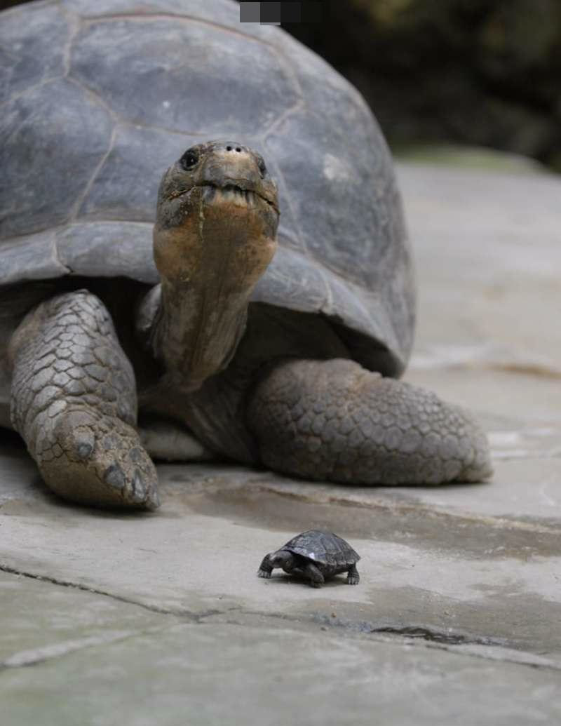 80岁陆龟首次当妈妈顺利生下宝宝萌萌的小龟好可爱