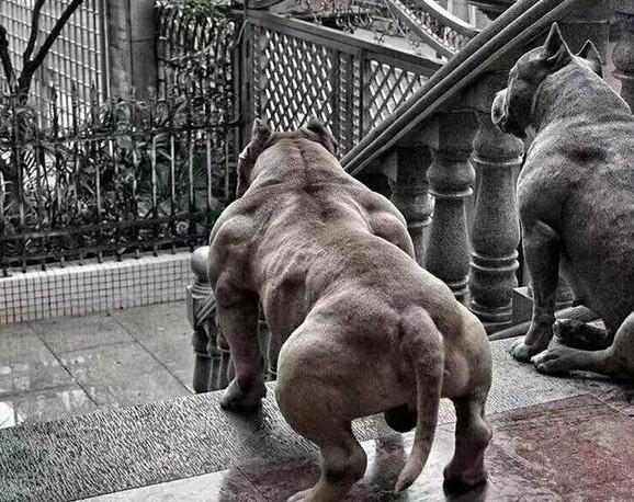 狗狗睡觉睡出一身强壮肌肉,健身的主人看了都羞愧,太打击人了