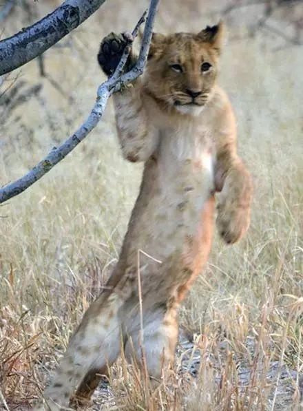 这只狮子可能经常站着坐公交车