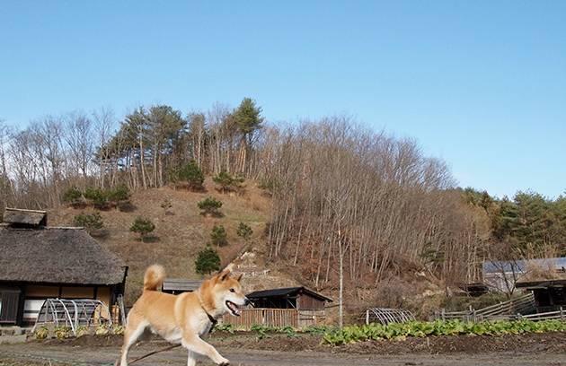 日本16岁柴犬北登去世了, 曾经的表情包里你一定见过它!