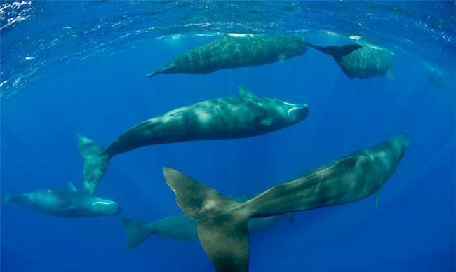 抹香鲸集体在水中竖立不动, 后来才知它们已经睡着