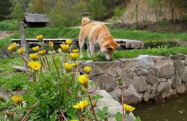 日本16岁柴犬北登去世了, 曾经的表情包里你一定见过它!