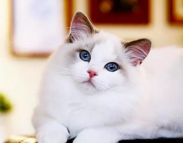 布偶猫|宠物界|胚子_新浪网