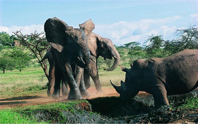 发情大象到处破坏,犀牛妈妈为了保护宝宝,与巨象搏斗