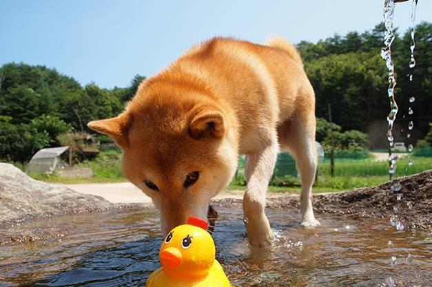 日本16岁柴犬北登去世了, 曾经的表情包里你一定见过它!