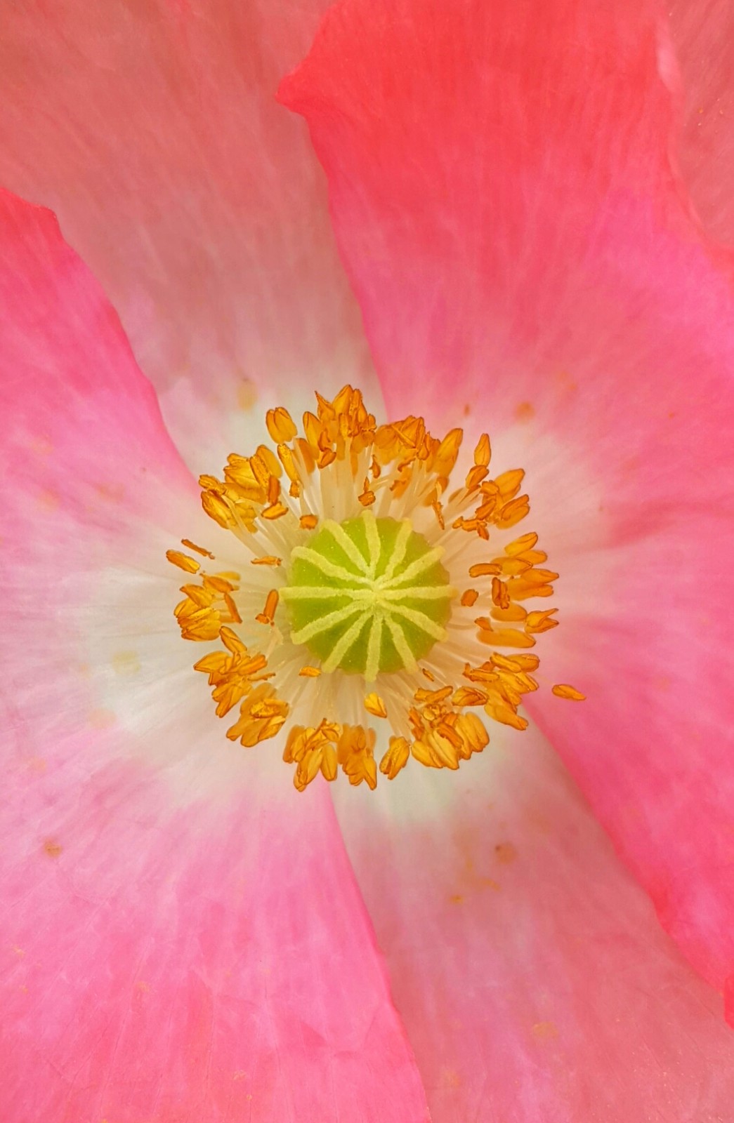 花的心藏在蕊中看罂粟科植物的花心有什么不同15图