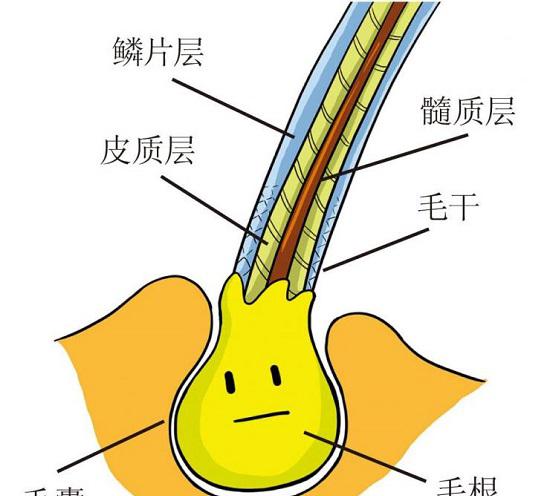 植发前为什么要做毛囊检测,有什么必要吗?