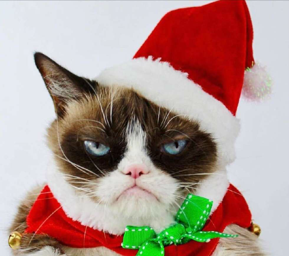 长着一张欠揍脸的猫