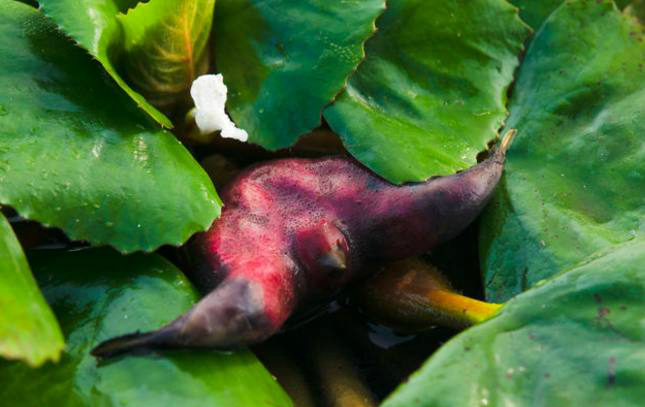 古时叫"菱",又称水栗子,沙角,是一种水生植物,属于菱科或者千屈菜科