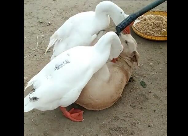 狗狗被二只鹅欺负,被鹅扑倒在地,不敢用力反击!