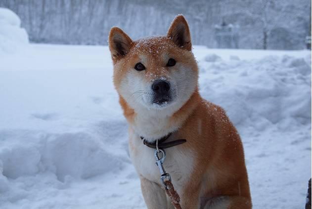 日本16岁柴犬北登去世了, 曾经的表情包里你一定见过它!