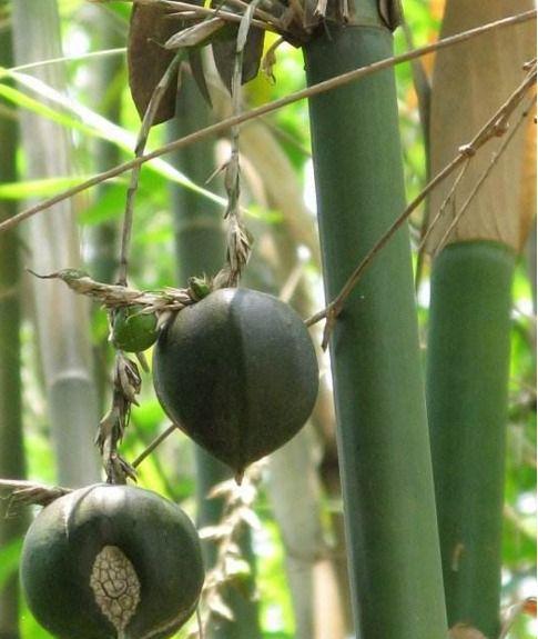 农村的竹子开花结果了你一定没吃过