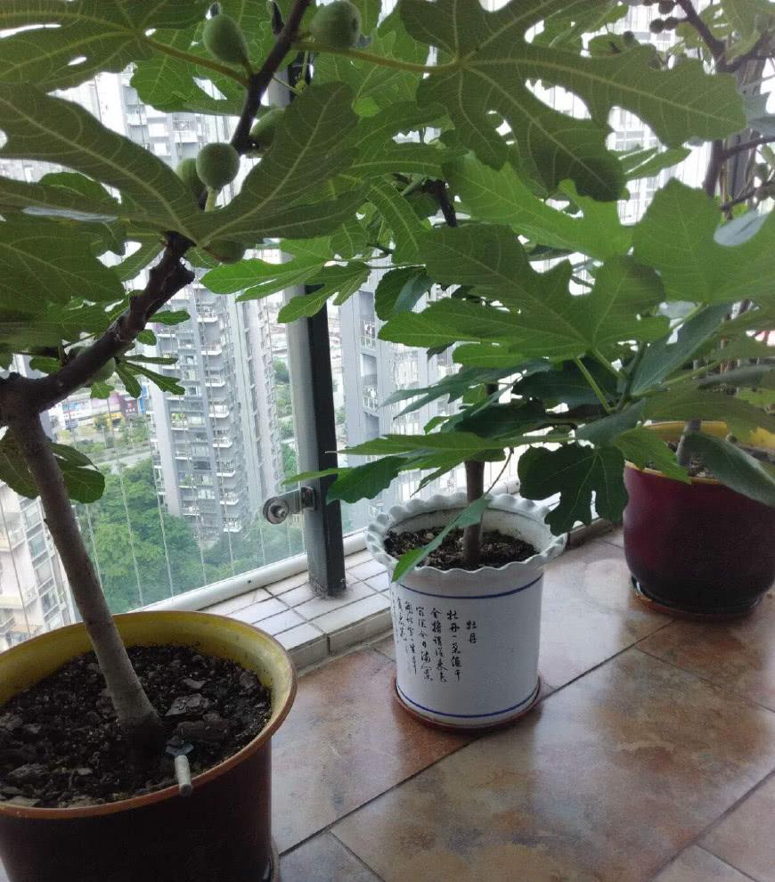 这六种水果种阳台,一个种植小窍门,果实结满枝,全年有果子吃!