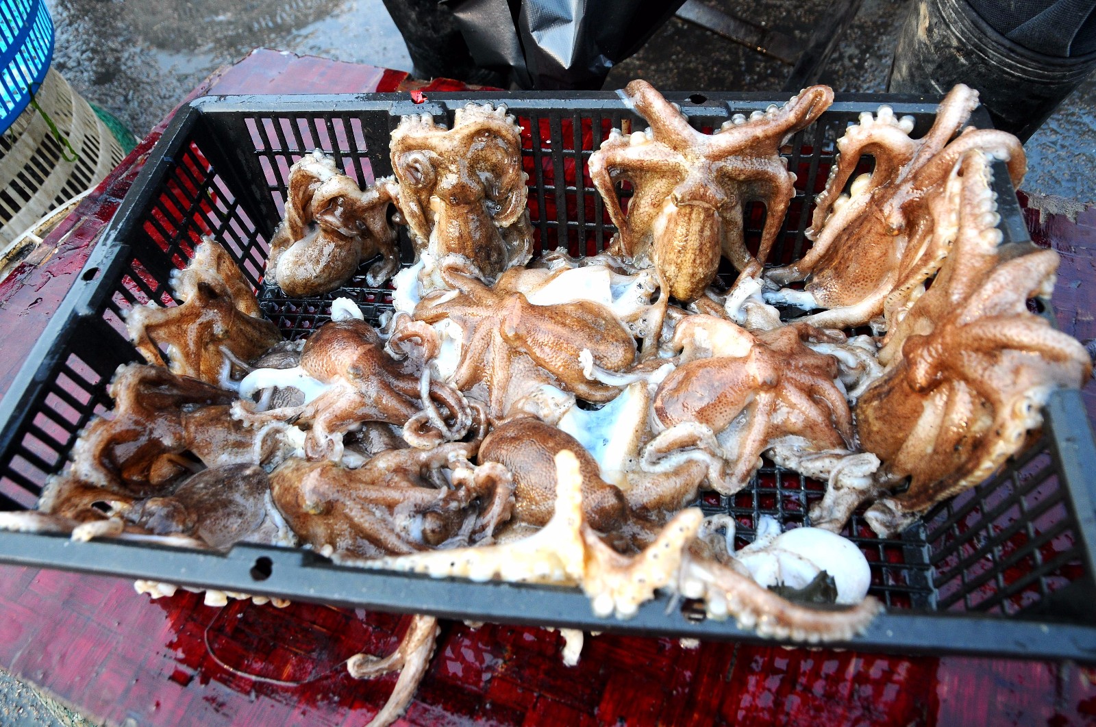 青岛早市 八带鮹价格"坚挺"40一斤 市民尝鲜有待时日|八带|海鲜|蛸