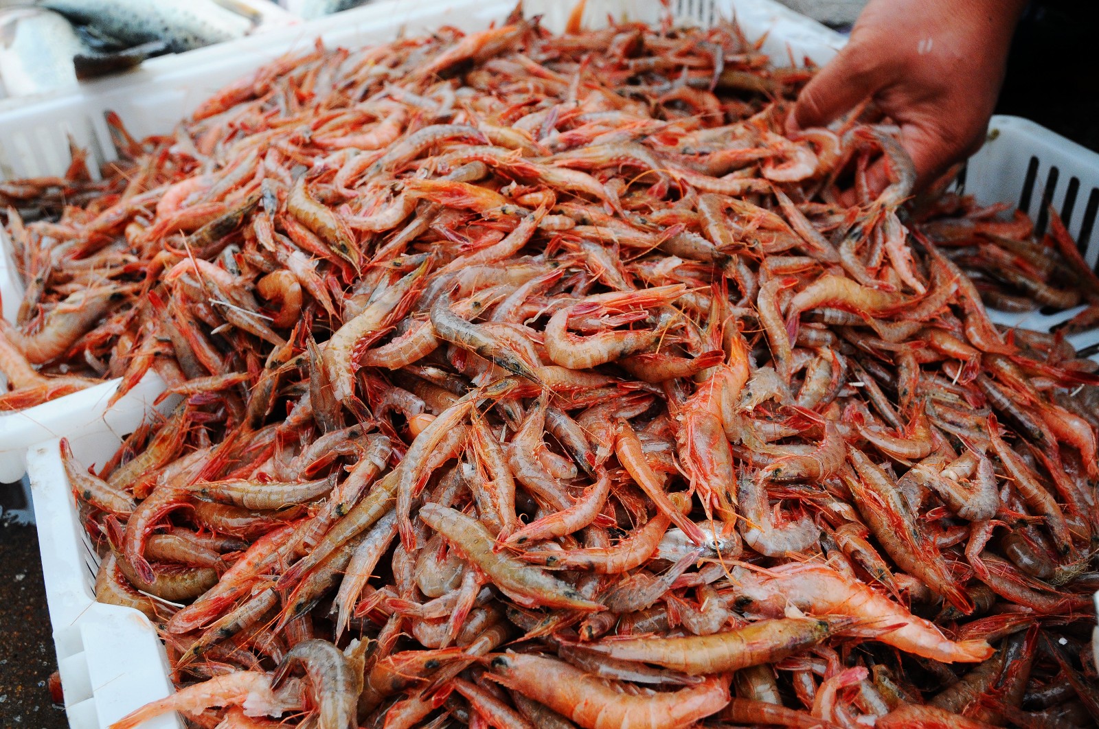 实拍青岛早市 休渔期第9天 鲜蛎虾18元一斤 对虾45 养殖主打市场