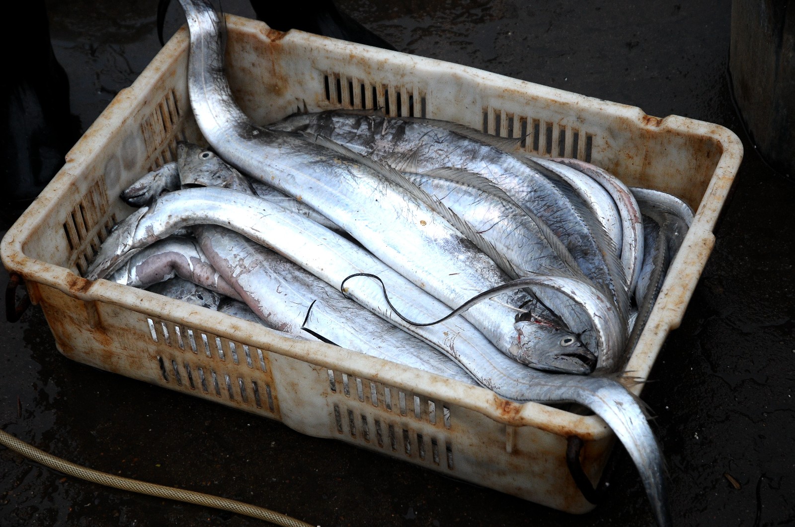 青岛早市 手臂长大带鱼200元一斤 摊主说 懂它的人并不嫌弃价格高|带