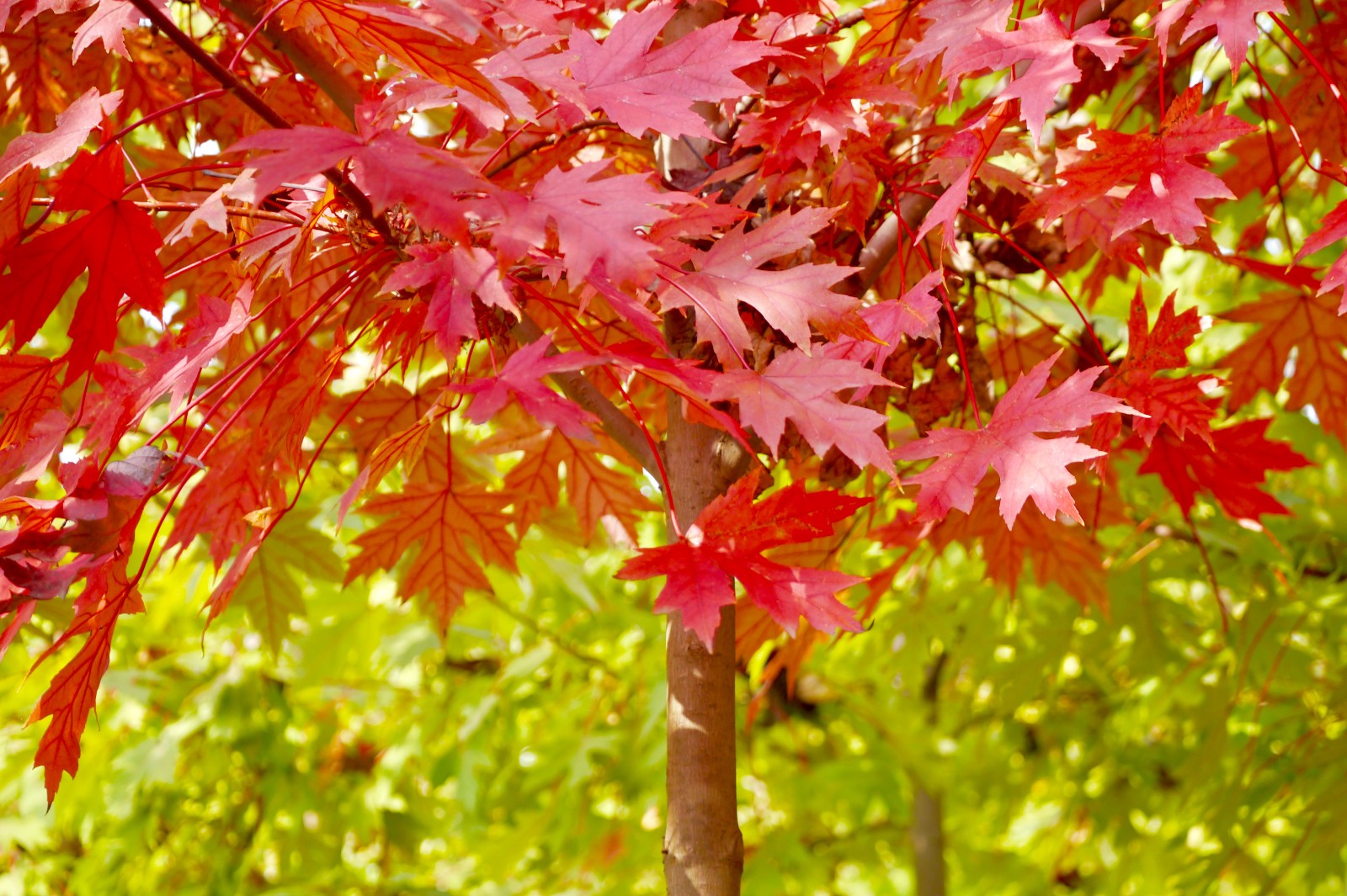 糖槭,也称糖枫北美枫树种.