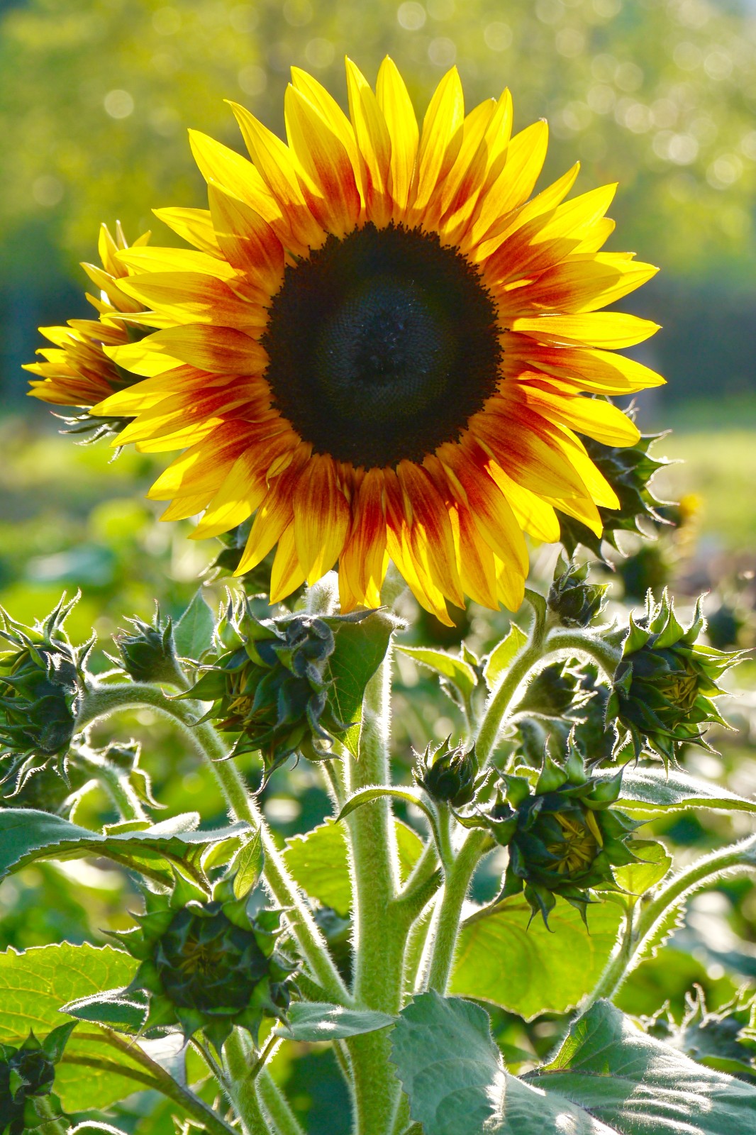 你看你看这美丽的向日葵武汉理工大学南湖校区