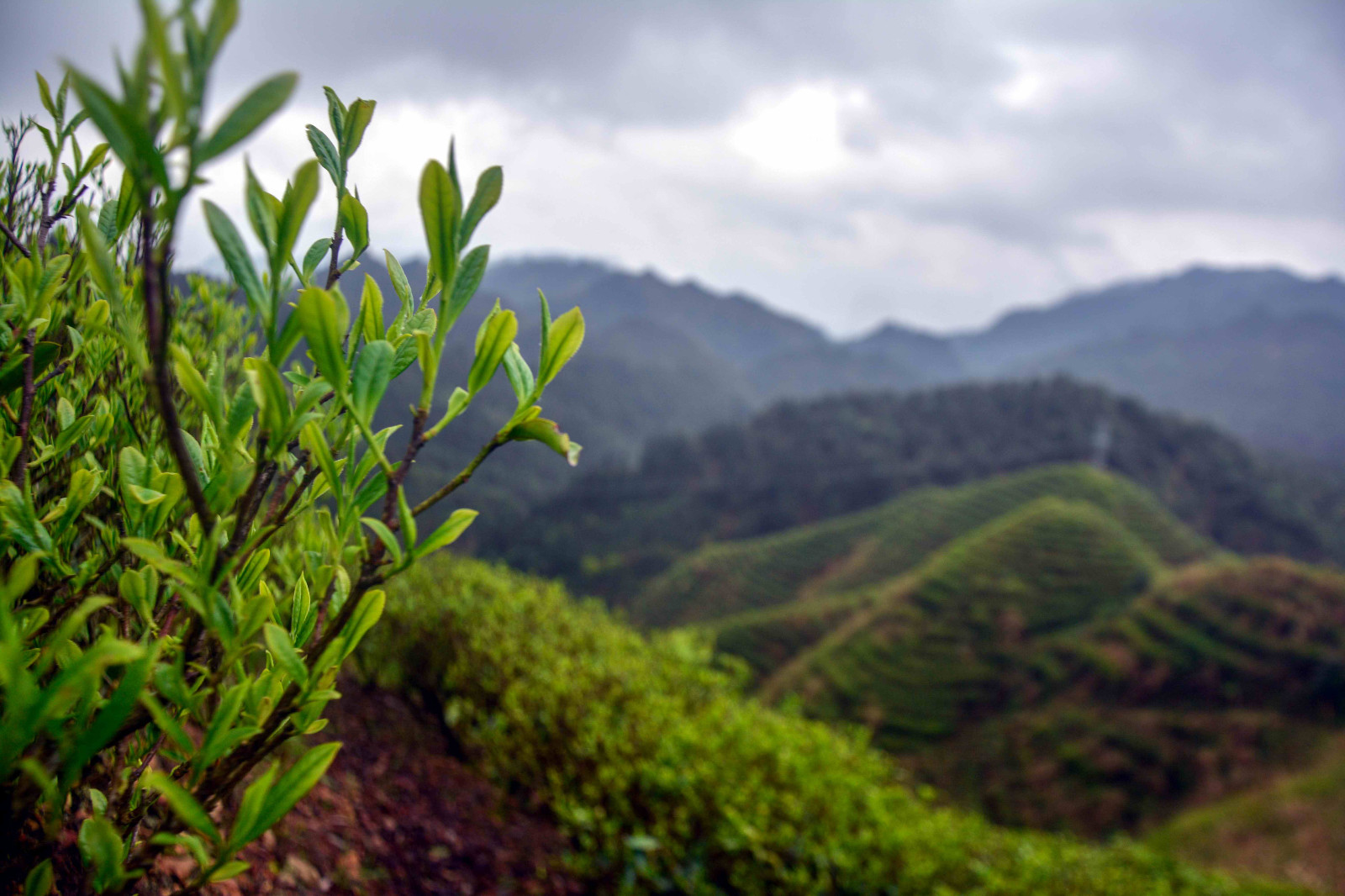春天到广西这里的茶山上和瑶族阿妈一起学采好茶