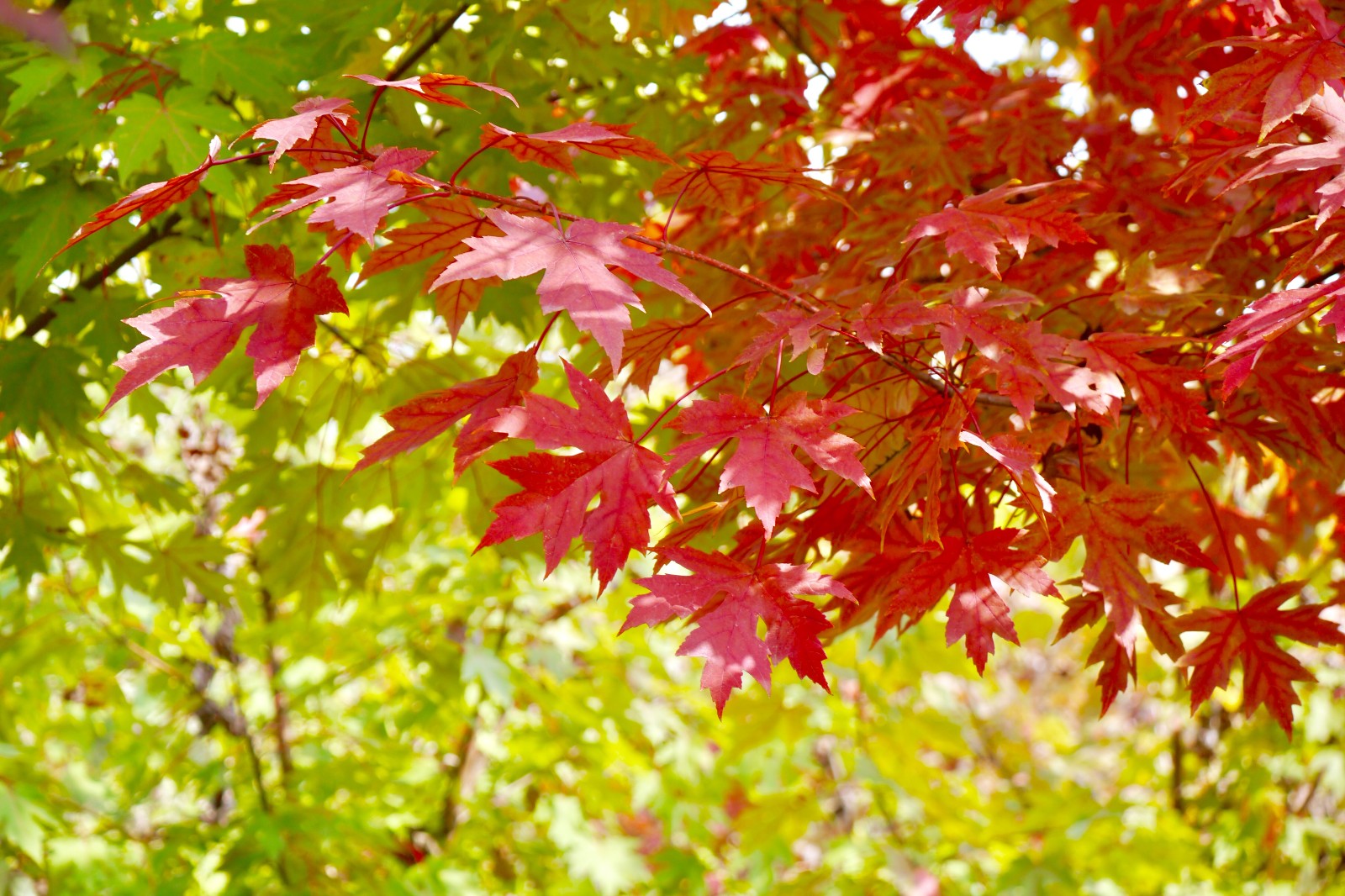 糖槭,也称糖枫北美枫树种.