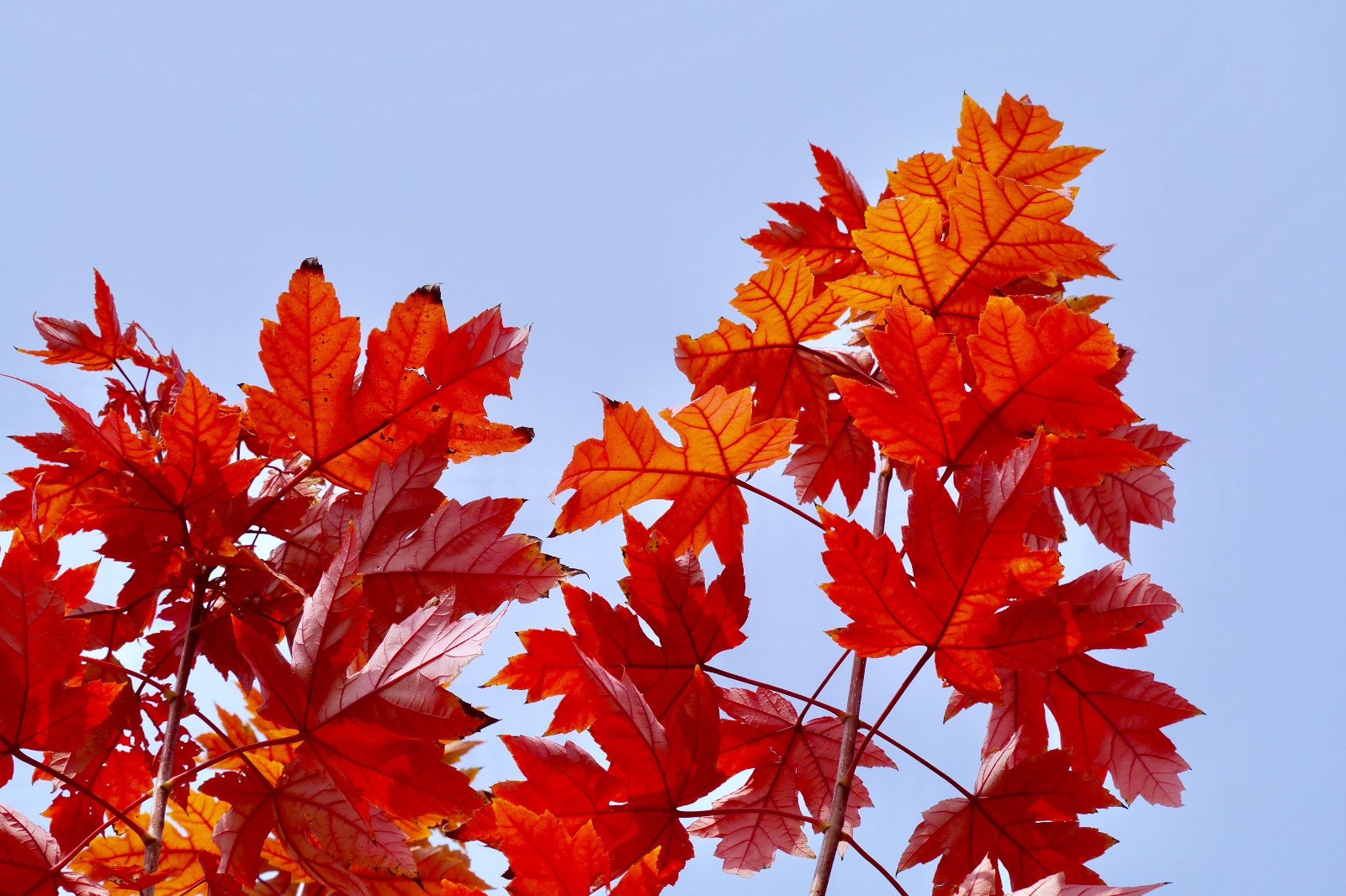 绚丽的糖槭北美枫树