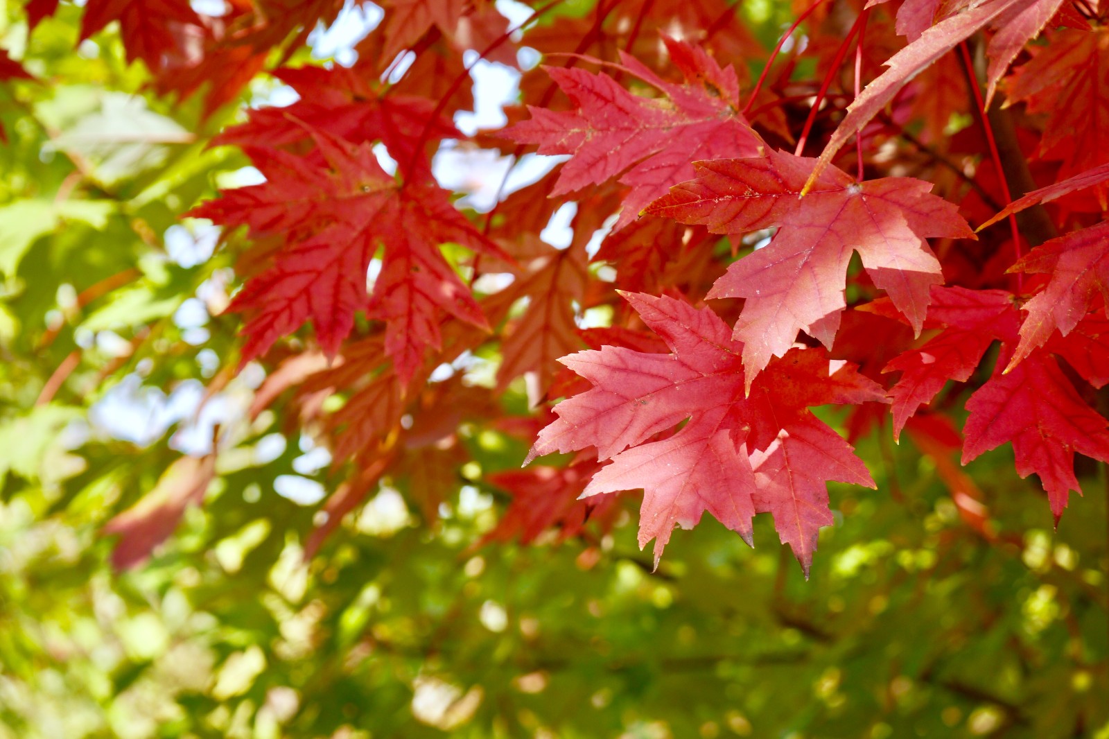 绚丽的糖槭(北美枫树)