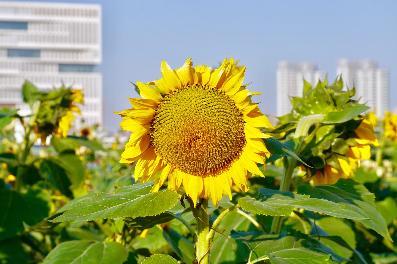 你看你看这美丽的向日葵武汉理工大学南湖校区