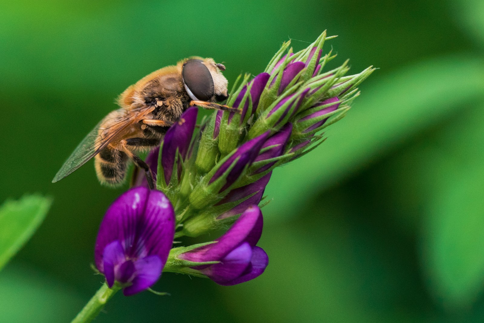 微距昆虫世界—"螳螂捕蝉黄雀在后"