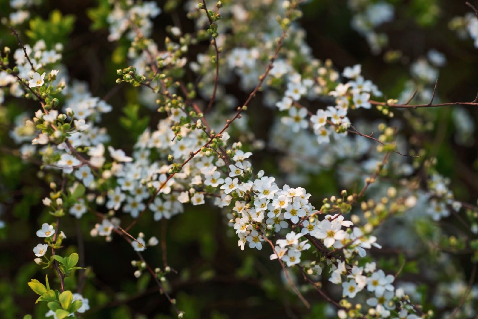 植物百科(三十六)李叶绣线菊_新浪看点