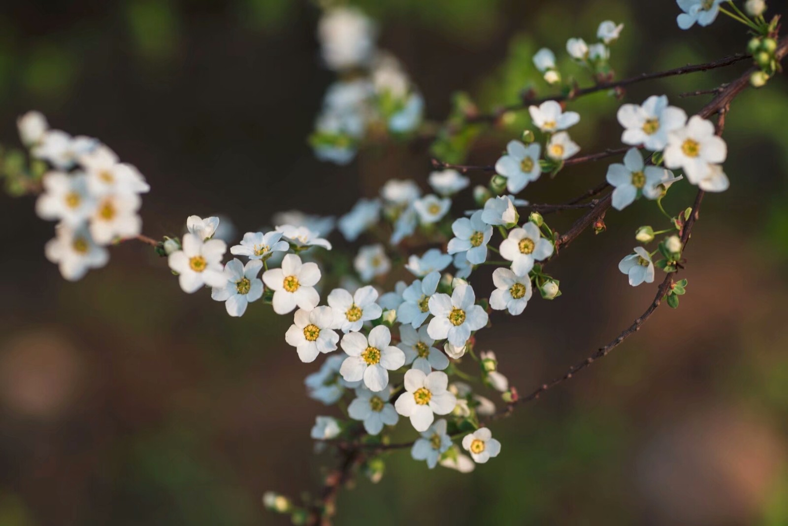 植物百科三十六李叶绣线菊