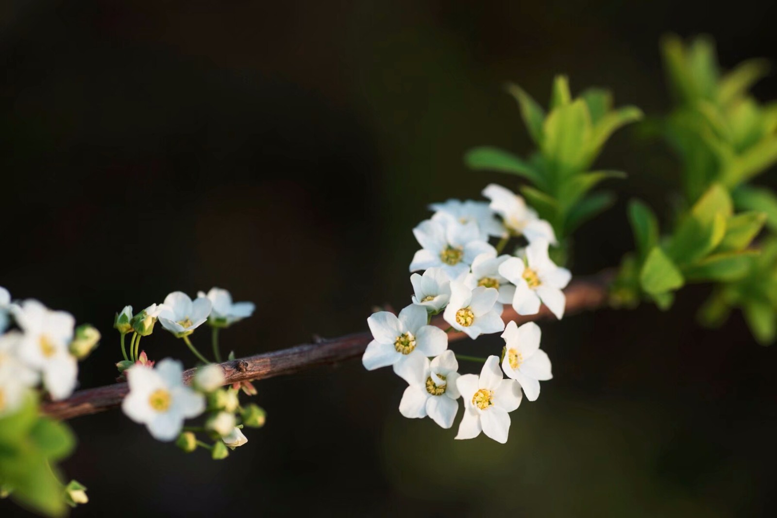植物百科三十六李叶绣线菊