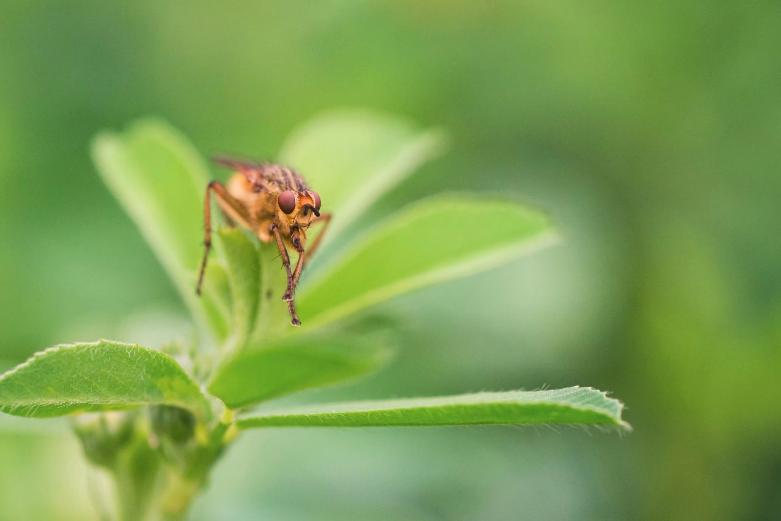 微距昆虫世界—黑腹果蝇