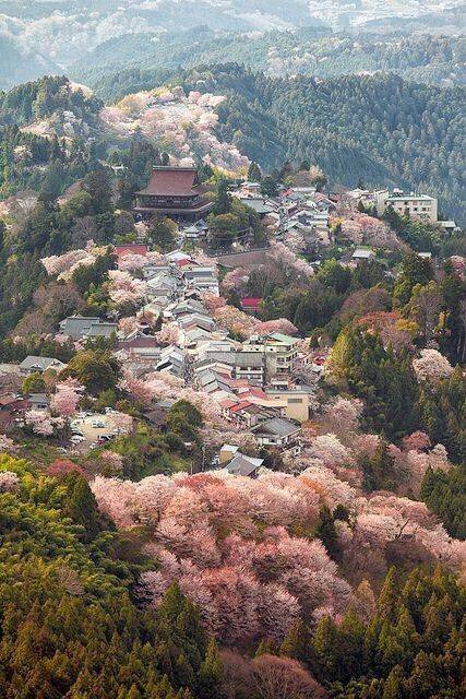 日本奈良县吉野山,距离奈良县坐近铁大概1个半小时