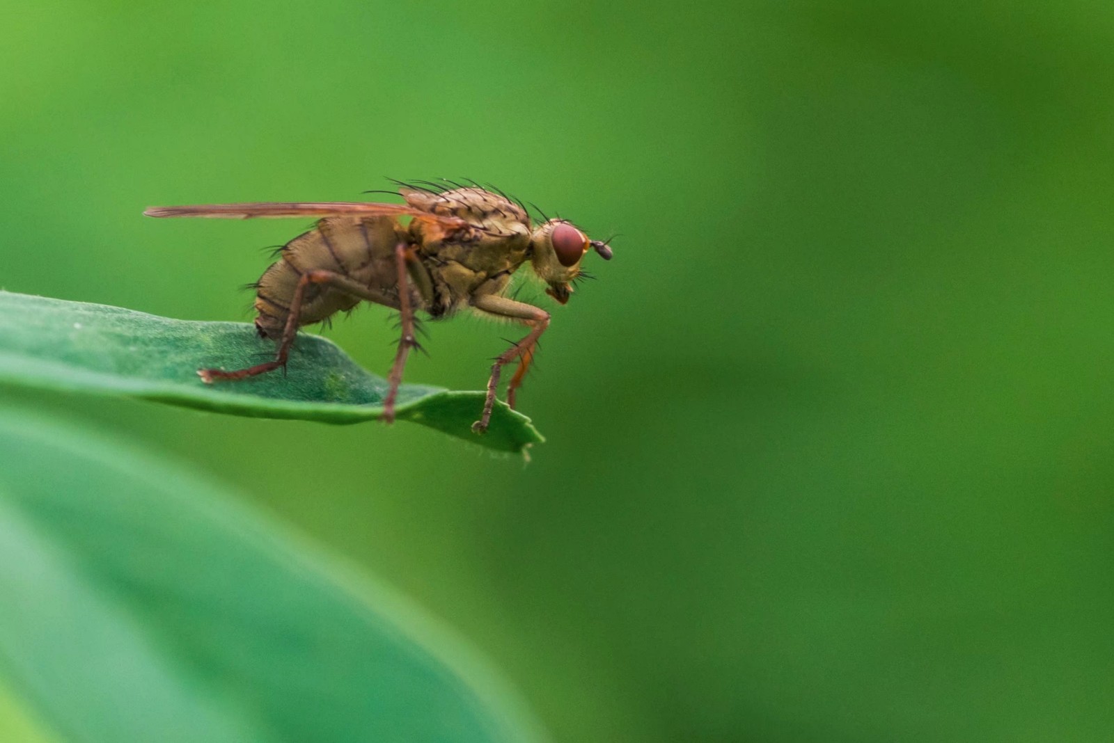 微距昆虫世界—黑腹果蝇|果蝇|微距|昆虫世界_新浪网