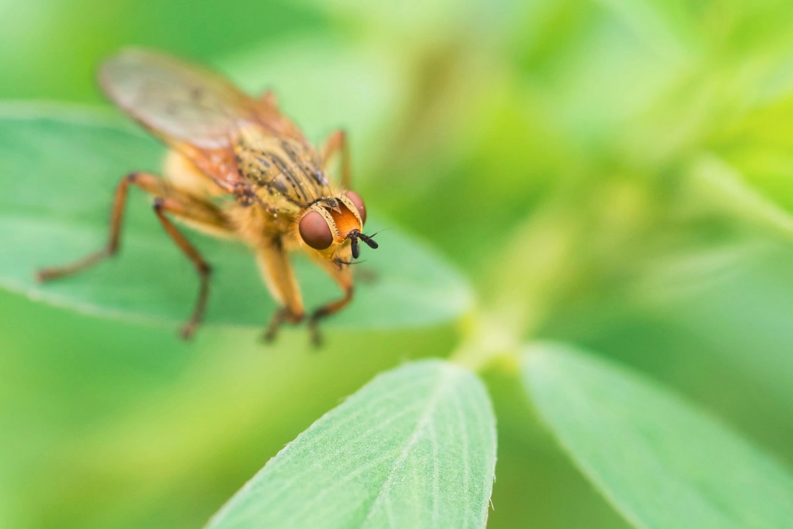 微距昆虫世界—黑腹果蝇|果蝇|微距|昆虫世界_新浪网