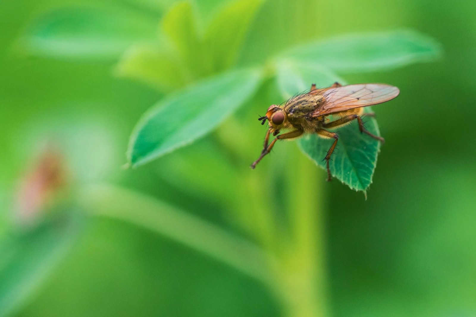 微距昆虫世界—黑腹果蝇